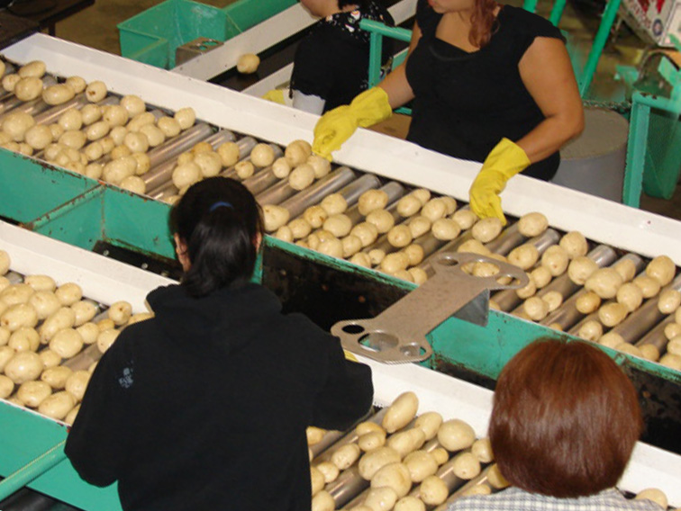 Double-N workers sorting red potatoes