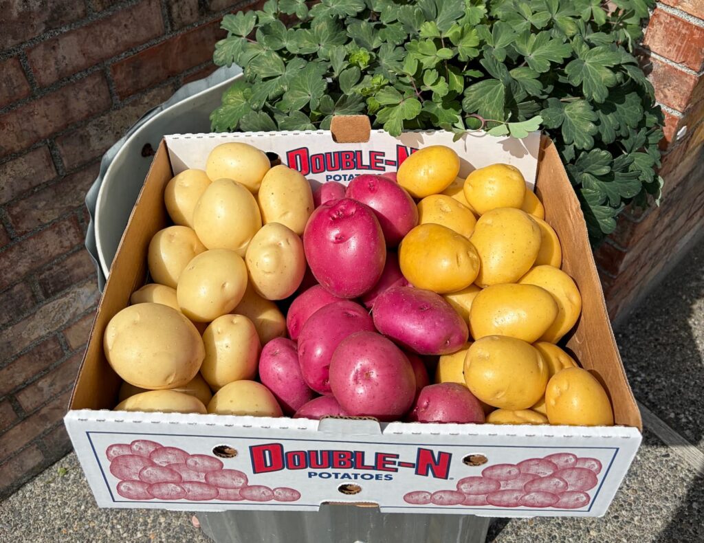 White, red, and gold potatoes in a Double-N branded box
